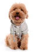 Küçük ve Orta Irk Köpek Sweatshirt - Marmit Gri - Köpek Kıyafeti