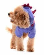 Küçük ve Orta Irk Köpek Sweatshirt - Abiku - Köpek Kıyafeti