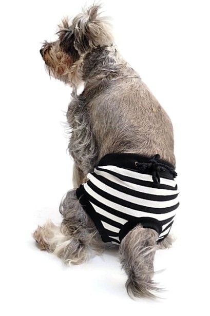 Köpek Külot - Özel Günler için Çıkarılamaz Çamaşır Siyah
