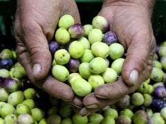 Taze Kırmalık Çizmelik Yeşil Zeytin 5Kg.