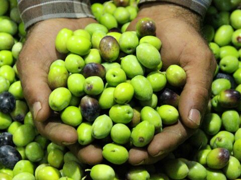 Taze Çizmelik Ham Yeşil Gemlik Çeşidi Zeytin 5 Kg