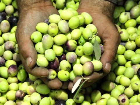 Taze Çizmelik Ham Ayvalık Çeşidi Yeşil Zeytin 5 Kg