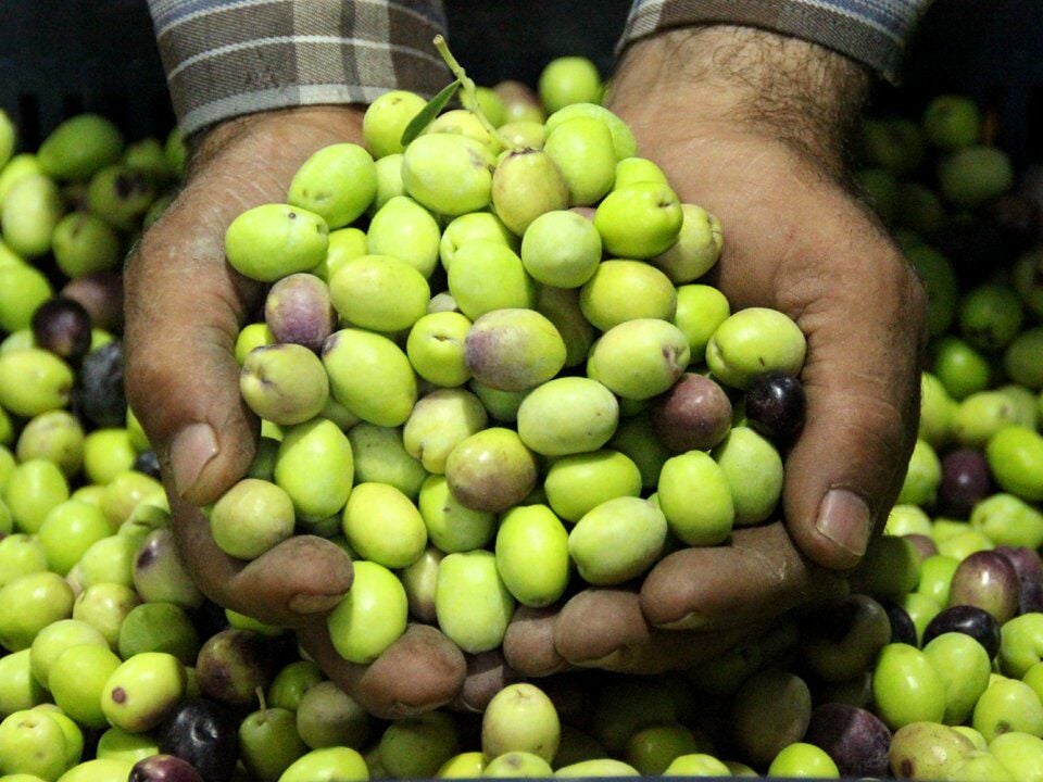 Taze Çizmelik Ham Edremit Çeşidi Yeşil Zeytin 5 Kg