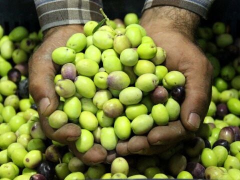 Taze Kırmalık Yeşil Zeytin (Mut Tipi) 5Kg.