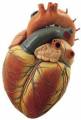 HKHS 1 Büyük Kalp Modeli