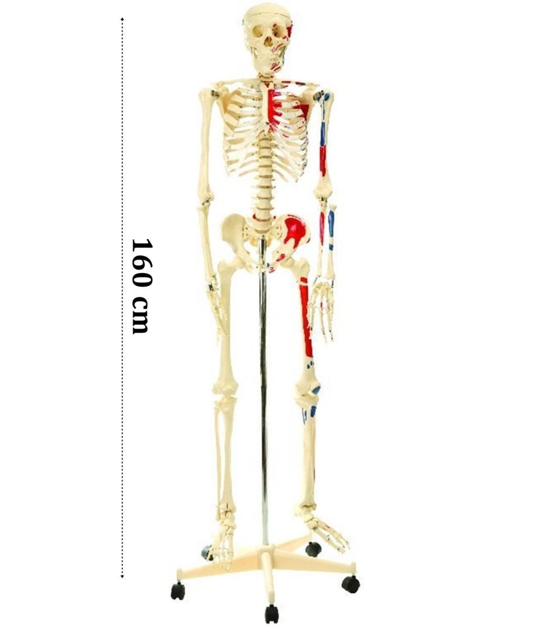 İskelet Modeli 160cm İnsan İskeleti Gerçek Boyut