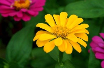 Beybenibeğendi Çiçeği (30 Tohum)