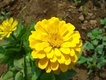 Beybenibeğendi Çiçeği (30 Tohum)