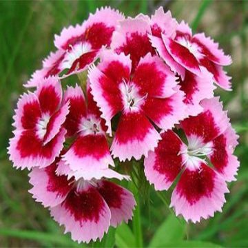 Hüsnüyusuf Çiçeği (100 Tohum)