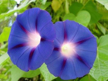 Mavi Sarmaşık Çiçeği (30 Tohum)