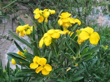 Sarı Şebboy (100 Tohum)
