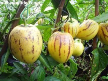 Pepino Fidanı Meyveli 40-50 Cm
