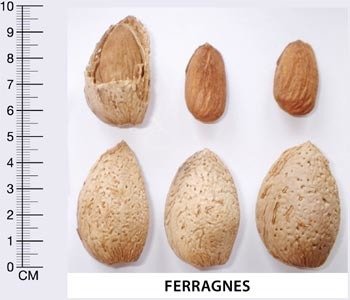 Badem Fidanı Ferragnes Meyve Verir Durumda