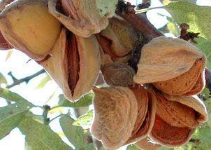 Badem Fidanı Ferraduel Meyve Verir Durumda