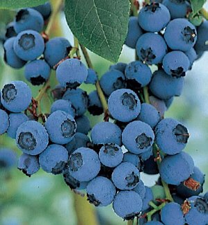 Yaban Mersini Spartan Likapa Fidanı Blueberry 20-30 Cm