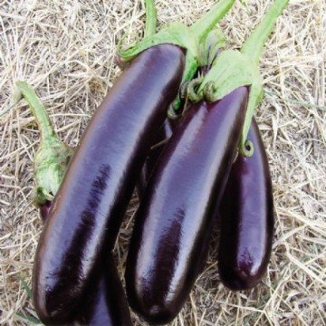 Aydın Siyahı 10gr Patlıcan Tohumu
