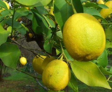 Limon Fidanı Yediveren Meyvesi Yoktur 110-130 Cm