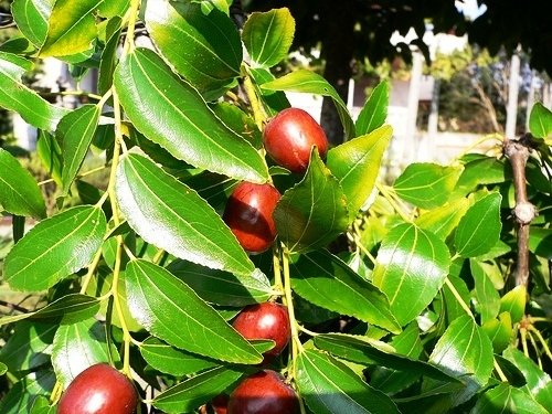 Hünnap Fidanı Ziziphus zizyphus Çıplak köklü Açık Köklü 80-100 cm