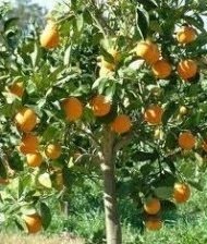Portakal Ağacı Portakal Fidanı 200-225 Cm