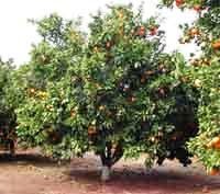 Portakal Ağacı Portakal Fidanı Gövde Çevreisi 30-35 Cm