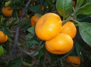 Mandalina Fidanı Meyve verir durumda 140-160 Cm