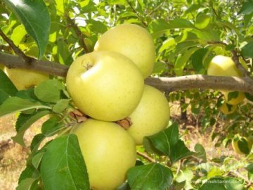 Elma Fidanı Golden