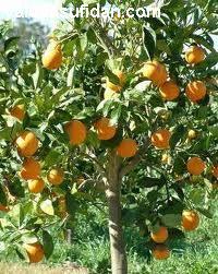 Portakal Ağacı Portakal Fidanı 140-160 Cm