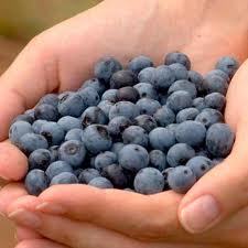Yaban Mersini Jubile  Likapa Fidanı Blueberry 20-30 Cm