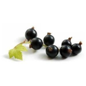 Frenk Üzümü Fidanı Siyah Ribes Rubrum
