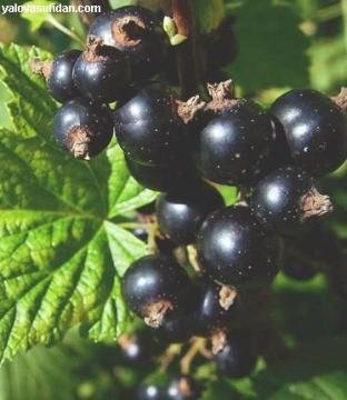 Frenk Üzümü Fidanı Siyah Ribes Rubrum