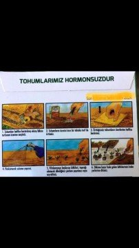 Marul Yazlık Arapsaçı Tohumu Pakette 10 Gram Sertifikalıdır