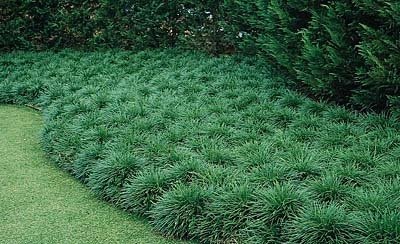 Osmanlı Çimi Arap Saçı Ophiopogon Japonicus