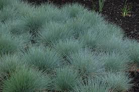 Mavi Çim Festuka Saksı İçinde Carex Festuca Glauca
