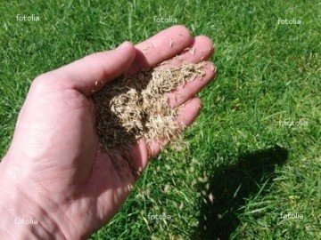 Çim Tohumu Bahçe Çimi Tohumu İthal 6 Karışımlı 1 Kg Fiyatımızdır