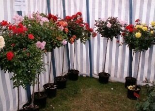 Baston Gül Standard Roses 120-150 Cm