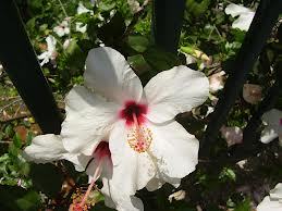 japon Gülü Beyaz Çiçekli Hibiscus Rosa Chinensis