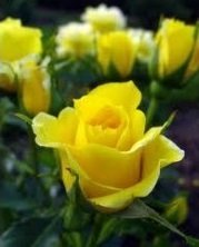Yediveren Gül Fidanı Bahçe Gülü Sarı Renkli