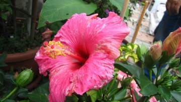 japon Gülü Pembe Çiçekli Hibiscus Rosa Chinensis