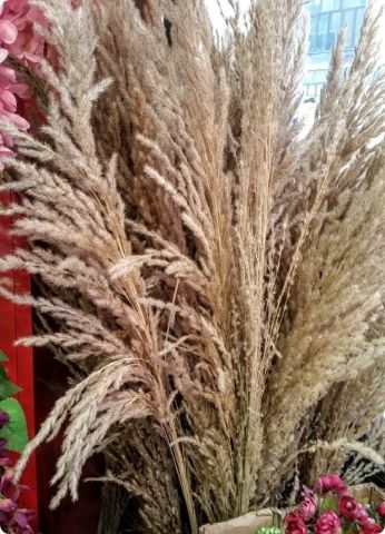5 li Renkli uzun saplı yapay pampas çiçek