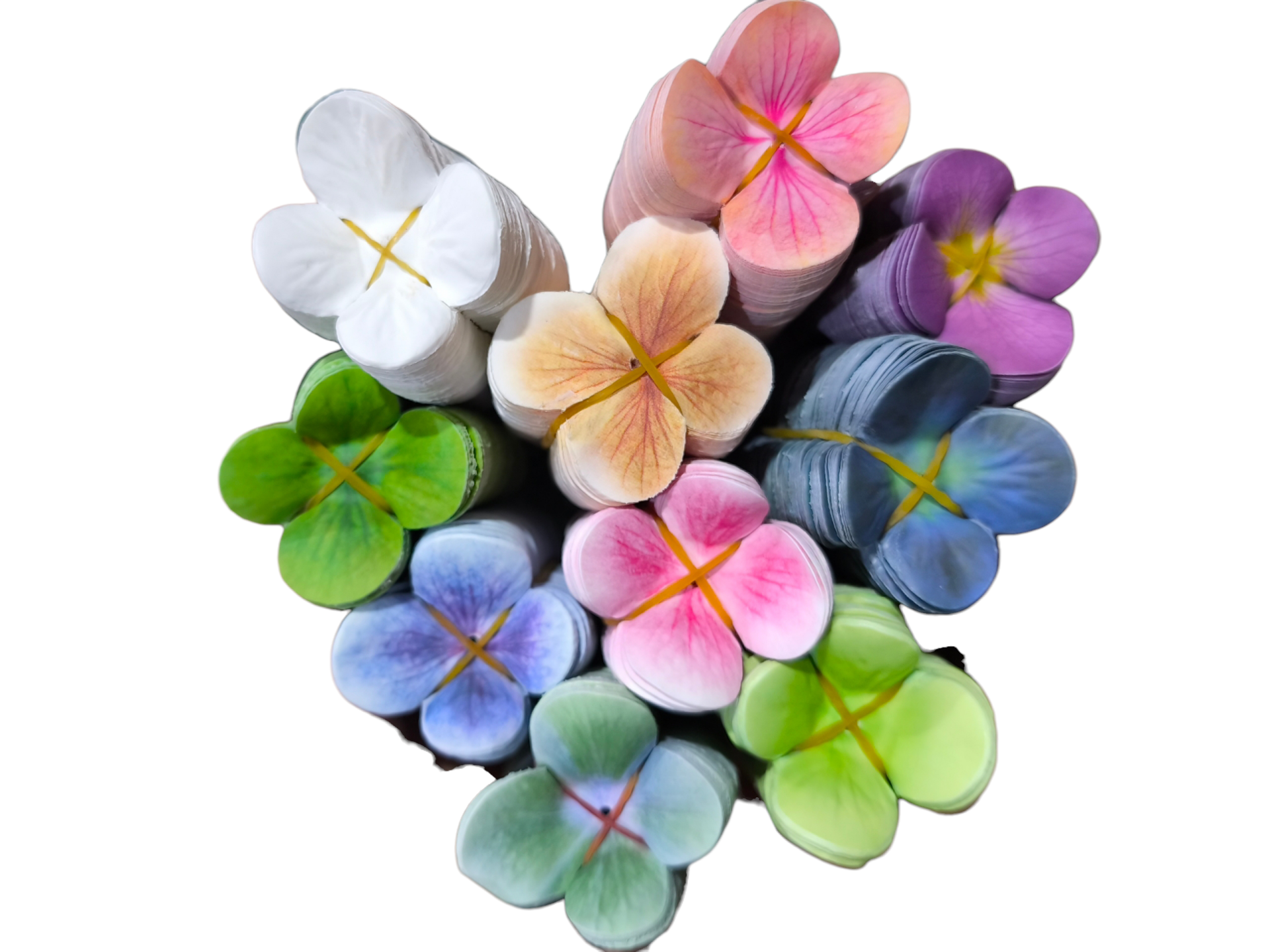 300 lü tek tek ortanca Çiçeği