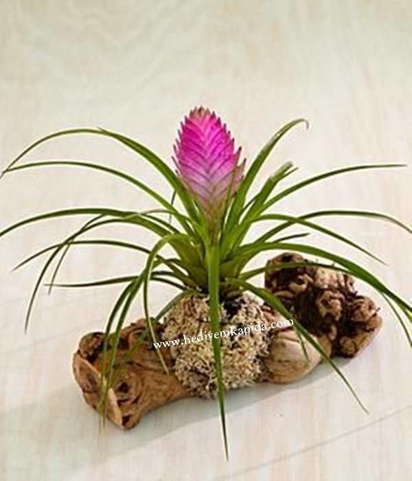 Tillandsia Cynea Bakımı