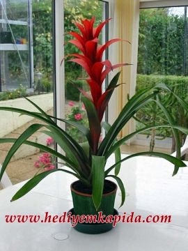 Guzmania