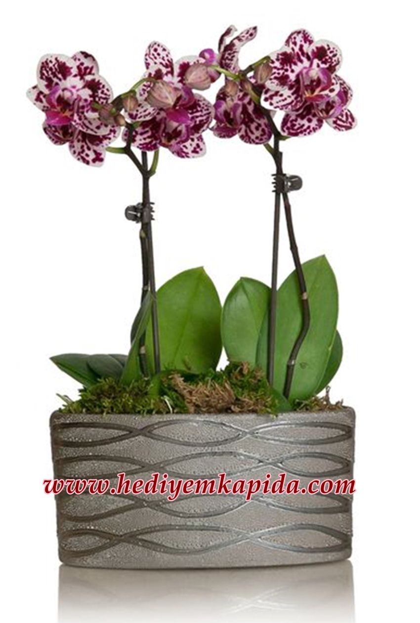 Phalaenopsis