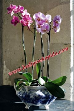 Phalaenopsis