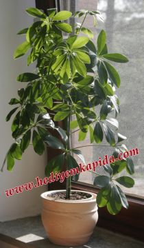 Şeflera Schefflera