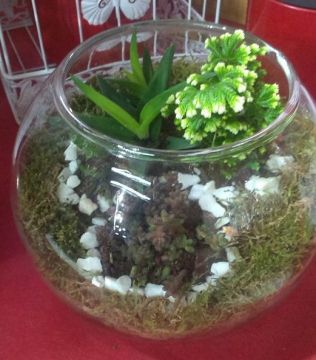 Terrarium Minik Bahçe