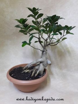 Ficus Bonsai orta boy