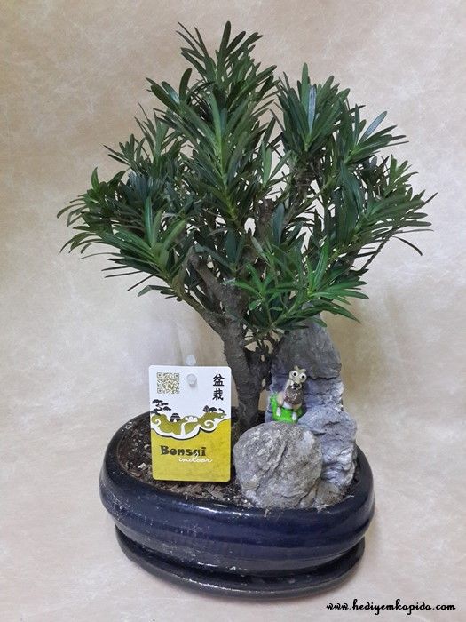 Taş Porsuğu Bonsai