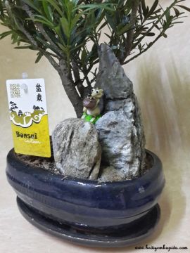 Taş Porsuğu Bonsai