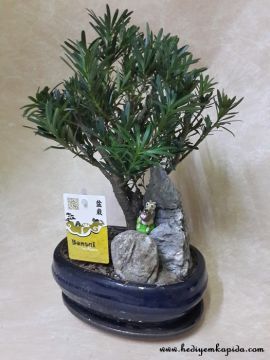 Taş Porsuğu Bonsai